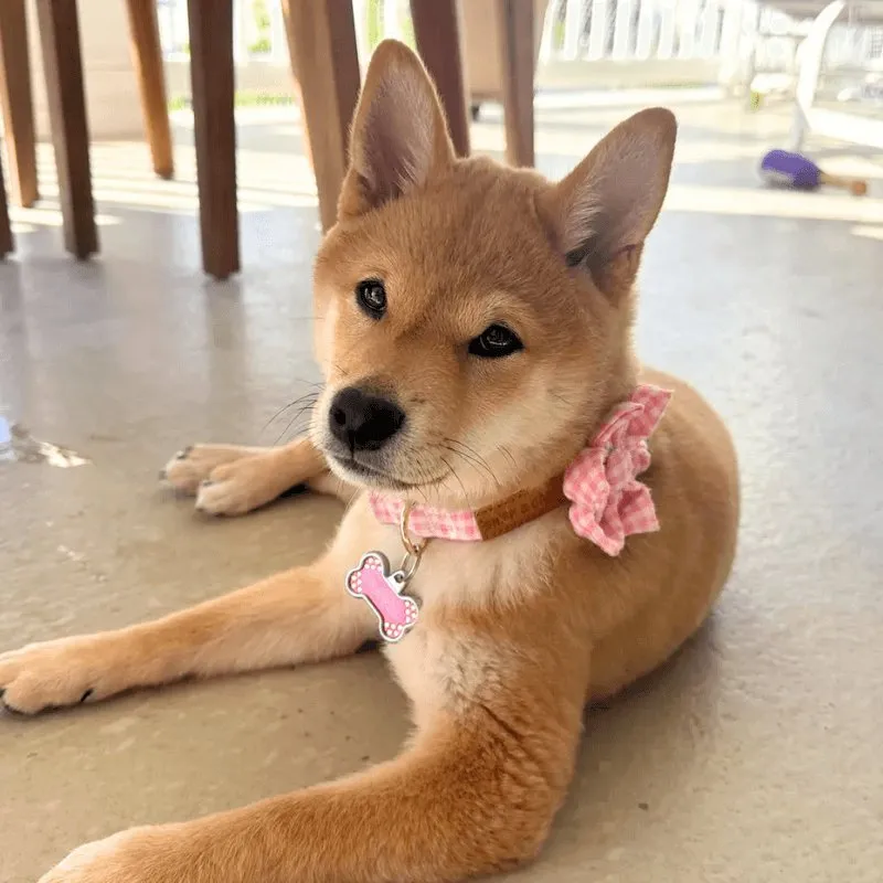 Pink Gingham Flower Unbreakable Collar™ & Leash Set